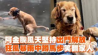 黃金獵犬颱風天堅持出門解放！　狂風暴雨中蹲馬步笑翻家人｜寵物動物｜阿金｜山陀兒