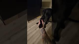 Missy knows shake! #dog #puppy #labrador #pets