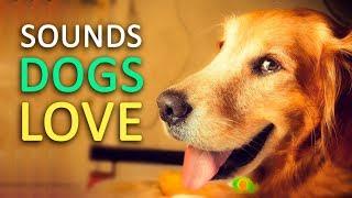 5 Sounds Dogs Love the Most HD