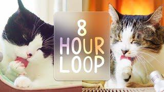  ASMR Cats Grooming #87 (8 hour loop)