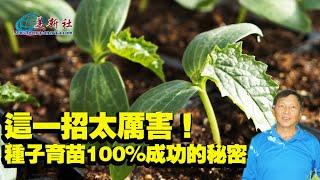 這一招太厲害！種子育苗100%成功的秘密！The secret of 100% successful seedling