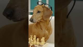 Meet the Dachshund - A Comprehensive Guide to the Hotdog on Legs Breed# shorts