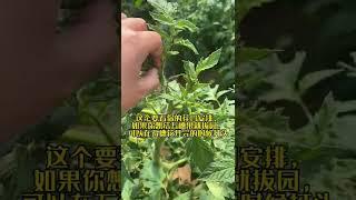 新手看过来！番茄什么时候打头合适不打头可以吗？#蔬菜种植技术 #种植技术 #农业种植技术