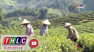 Giải pháp nâng cao chất lượng cây chè Bảo Thắng | THLC