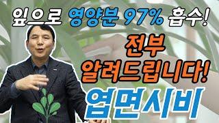 아는 것이 힘!! 엽면시비 전부 공개합니다.