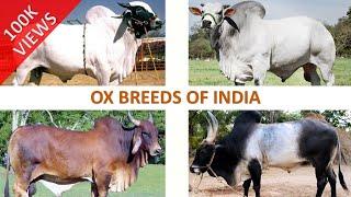 Ox Breeds of India   | Livestock | Indian Animals