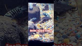 Convict cichlid parents guarding fry #cichlids #fishkeeping #aquarium