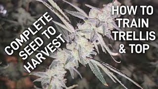 Complete Seed to Harvest, How to Top Train and Trellis Your Plants, A Complete Beginners Guide