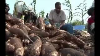 Maman Olive Lembe: Récolte de manioc à la "Ferme ESPOIR"