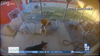 Police site owner of dog who attacked neighbor's dog; local attorney explains pet owners legal right