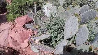 Hiking to Fay Canyon Arch | Sedona Arizona