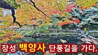 내장산 우화정과 단풍 쌍벽을 이루는 장성 백양사 백학봉과 쌍계루단풍의 모습/가을산행/일주일만에 얼마나 변했을까요?