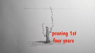 pruning stages from cutting to fully developed grape vines