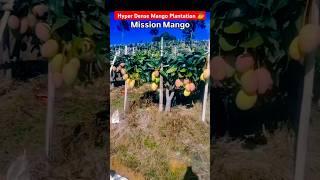Hyperdense Mango Plantation  | High density mango plantation #mango #आम