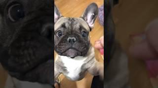 VOVA - Play time #bulldog #puppy #frenchbulldoglove #doglover #frenchbulldog #dog #doglover