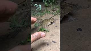 Boing catch frogs funny | froggy catch funny wep wep | funny froggy #shorts