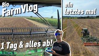 Ackerbohne dreschen - Hafer laden - Cobra action & mehr / Vlog 119