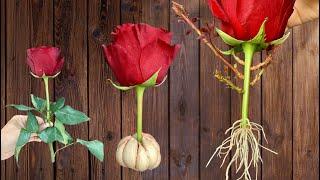 Nur Knoblauch! Rote Rosen entwickeln bereits nach einer Nacht 500 % ihrer Wurzeln