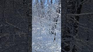 Новочеркасск.Зимняя Сказка В Роще