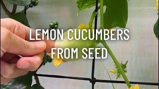 Indoor Lemon Cucumbers from Seed