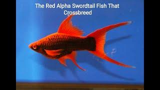 The Red Alpha Sword Tail Fish That Croscrosbreed (Ikan Red Alpha Swordtail Dengan Croscrosbreed)