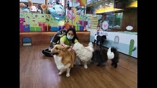 Dog hotel & day care at Petaling Jaya, Malaysia [one-shot video without cut]