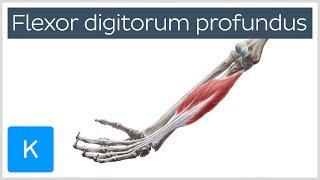 Flexor digitorum profundus muscle - Origin, Insertion, Innervation & Function - Anatomy | Kenhub