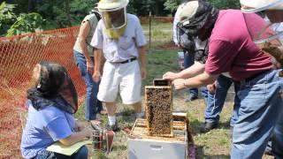 Dr. Zachary Huang from Michigan State University 'sings' to the bees