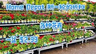 Home Depot 大量花卉开始打折了，有几个性价比还是很高的。【莎拉养花】