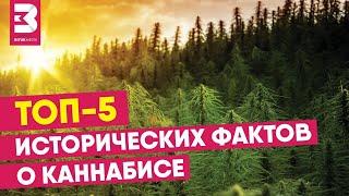 ТОП 5 исторических фактов о каннабисе