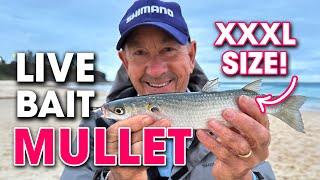 I'm Fishing with GIANT Live Mullet for Bait off the Beach!