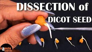 Dissection of Dicot Seed