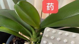 【21212】各种兰花烂根，黑腐，黄叶，等生病状况，不用愁，看看我使用什么药，药品汇总// 静姐说花753