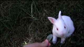 A 2 1/2 Week-Old Bunny