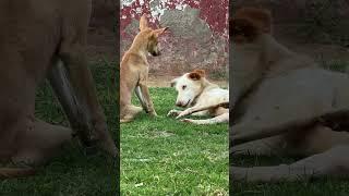 When they are playful they don’t harm each other | #animallovers #animals #animalshorts