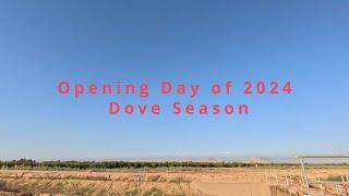 California Dove Hunting Season 2024