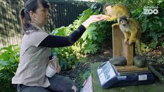 Keeper Sam shows how we care for some precious primates!