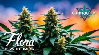 Largest Missouri Owned & Operated Cannabis Facility