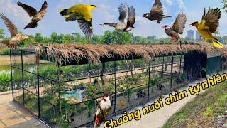 Giới Thiệu Mẫu chuồng nuôi chim Siêu Dài & Set up Tiểu Cảnh với nhiều loài chim đẹp || Đạt Bird TV