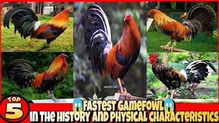 5 FASTEST CHICKEN IN THE HISTORY AND PHYSICAL CHARACTERISTICS.