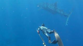 Hawaii Spearfishing Goats and a Whale Shark