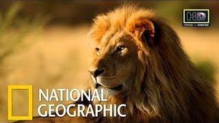 Супер хищники. Лев. HD  Документальные фильмы National Geographic Channel TV