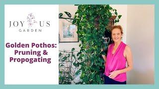 Golden Pothos: Pruning & Propagating #shorts #pothos #goldenpothos #houseplants