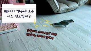 [퀘이커 소다] 퀘이커 앵무새 소음?