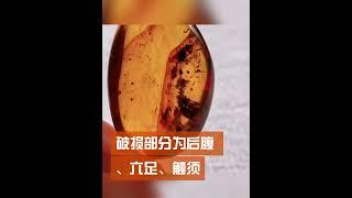 琥珀 蜜蠟 蜜蜡 直播2023，缅甸纯天然  琥珀直播 蜜蜡直播 蜜蠟直播  精品珠宝 琥珀 蜜蠟 蜜蜡 ，全网最权威 琥珀教学 蜜蠟教學 蜜蜡教学 ， 琥珀 蜜蠟 蜜蜡 #琥珀 #蜜蠟 #蜜蜡