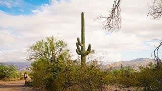 Saguaro to Big Bend National Park | The Best of the Southwest | 5 Parks in 5 Days