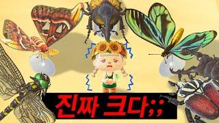 동숲에서 가장 큰 위대한 곤충 모형 6종류를 모두 모아봤습니다