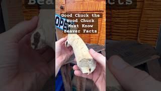 Good Chuck the Wood Chuck: Beaver Facts #beavers #nature #discovery #facts #river #wood