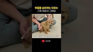 강아지가 빗질을 싫어하는 이유는? 아파서 그래요