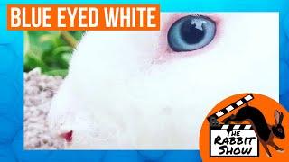 Breeding Blue-Eyed White Mini Rex by Berlena Reynolds